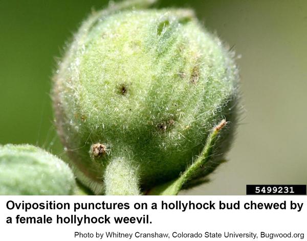 Female hollyhock weevils puncture flower buds to lay their eggs 